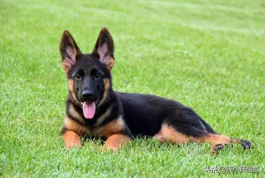 神奇狗狗小七,狗狗不咬从未见过的家人