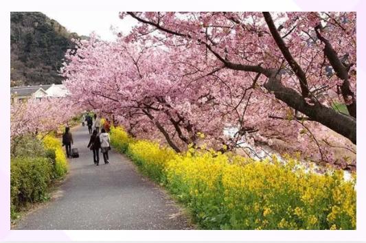 浪漫樱花的季节,满树烂漫樱花