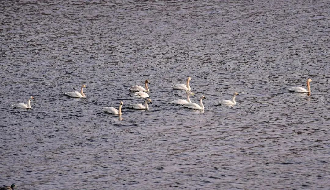 沈阳最近郊游最佳地点,沈阳湿地公园丹顶鹤放飞