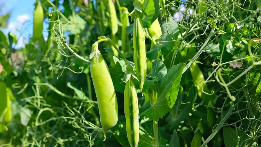 儿童绘画草莓和篮子,儿童画教程创意美术课