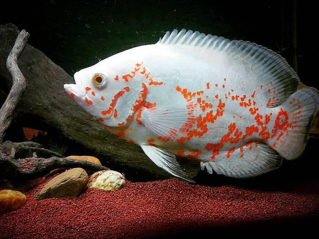 为什么不见地图鱼吃东西,地图鱼不爱游动怎么办