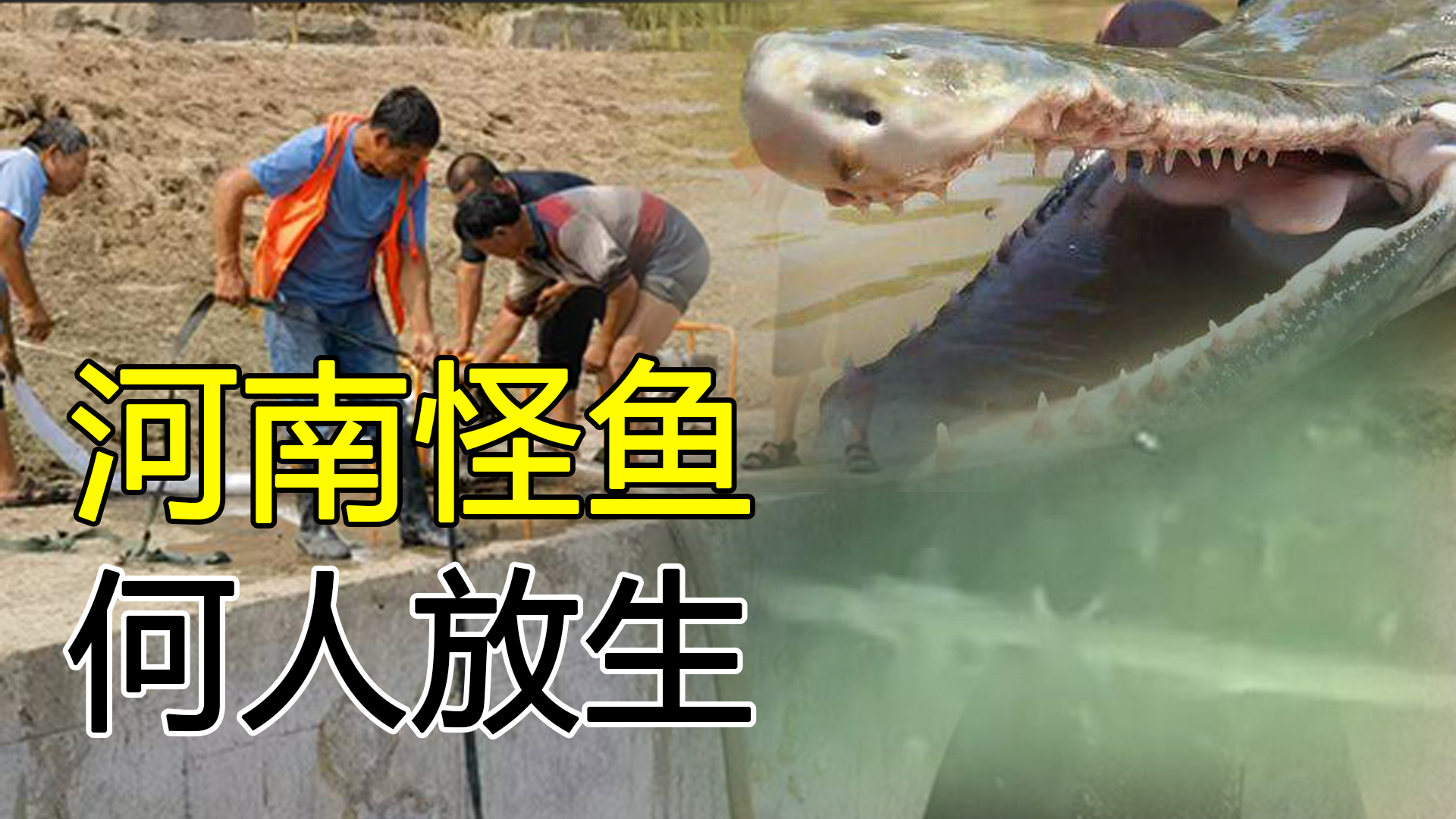 为什么鳄雀鳝能存活1亿年,捕捉一只鳄雀鳝有多难