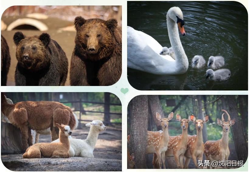 鍐娌堥槼娓哥帺鏀荤暐,娌堥槼娓哥帺涓夊ぉ鏀荤暐