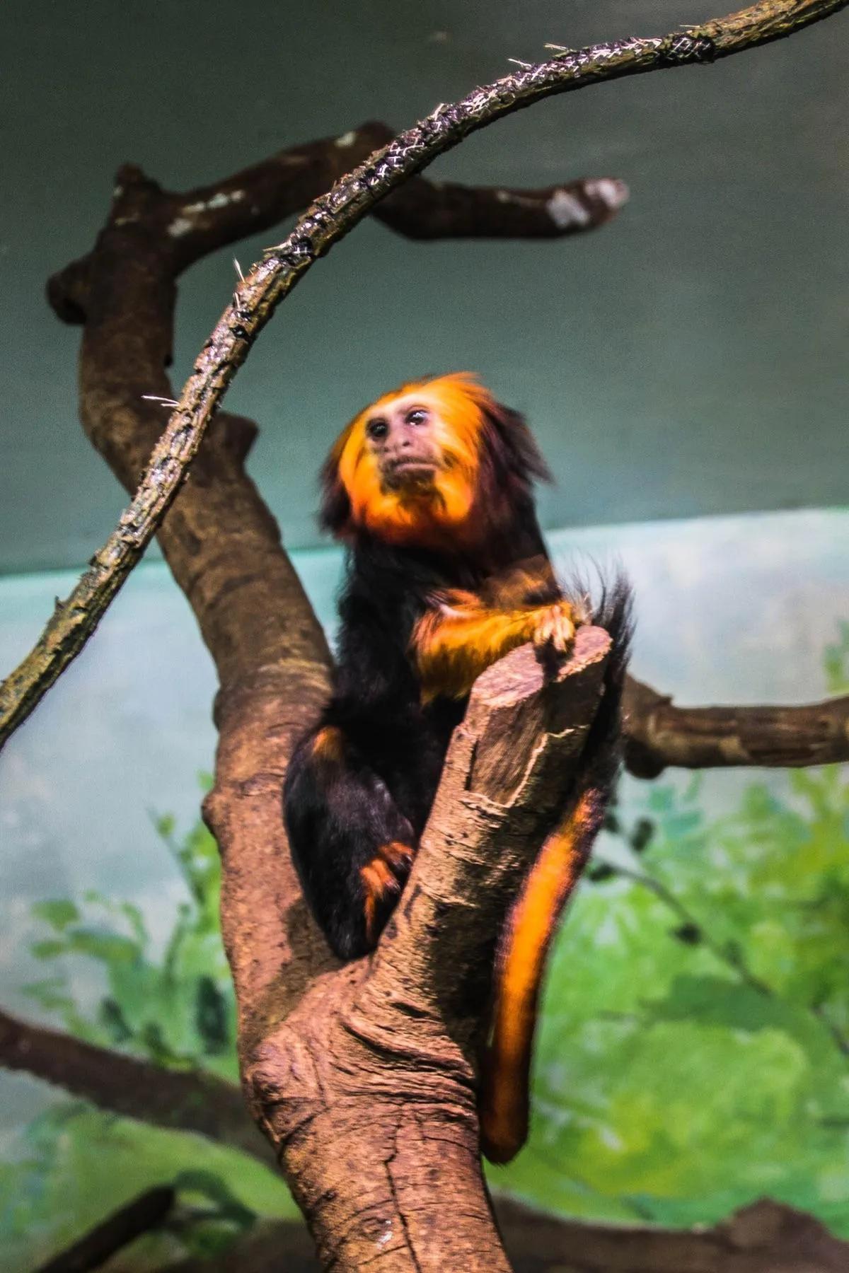 广州长隆野生动物世界有大象吗,广州长隆野生动物世界有多少动物