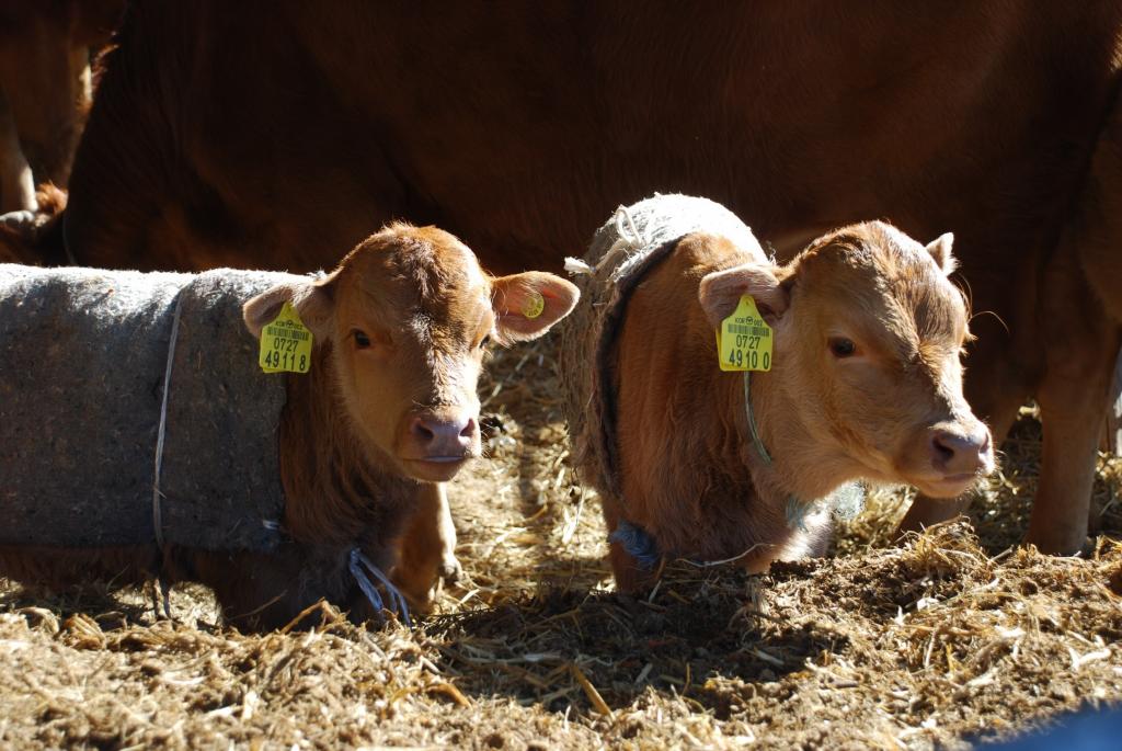 母牛怀孕怎么能看出来,母牛怀孕多少天生小牛,本文教给你