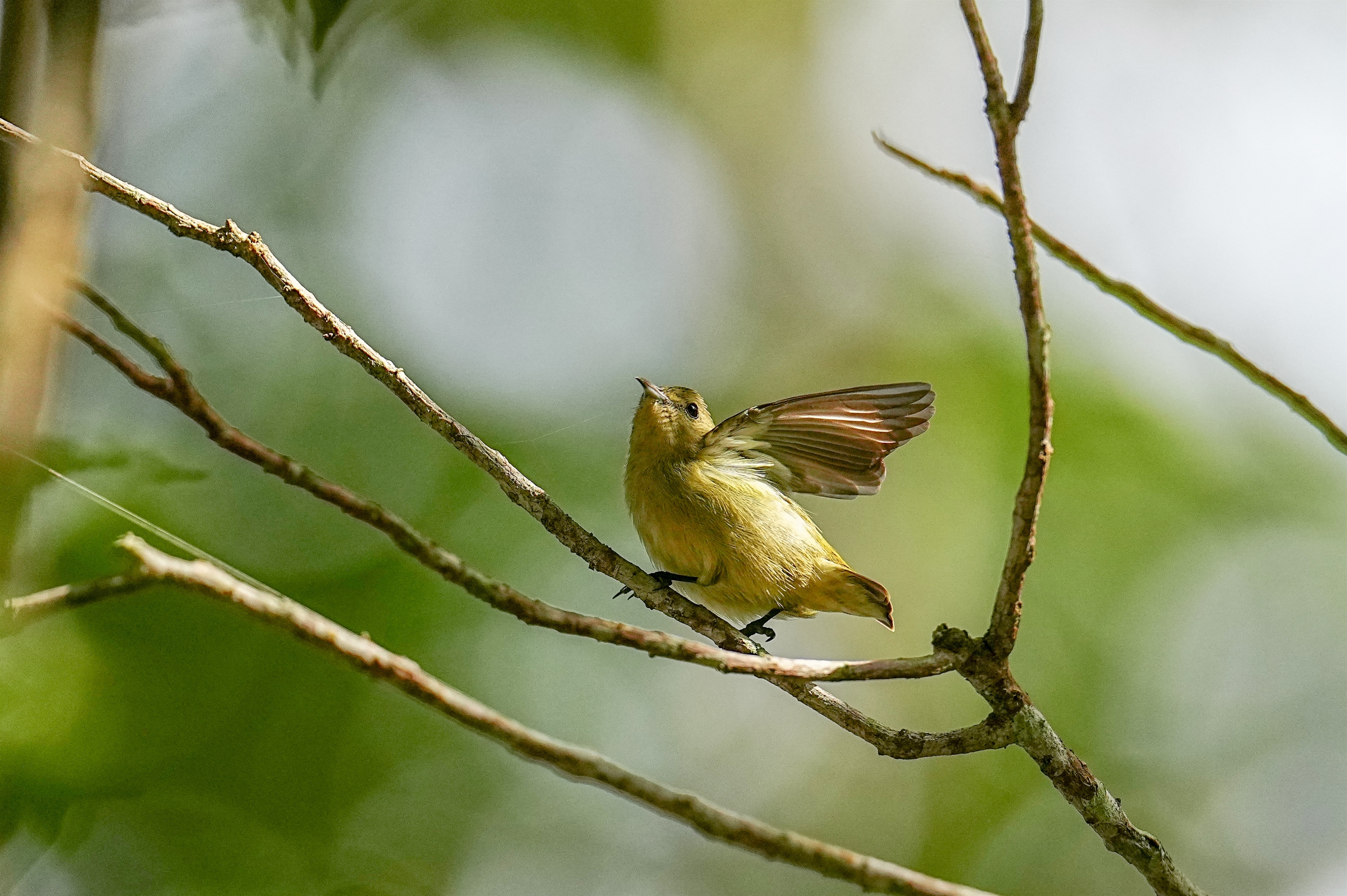 海南观鸟随记5霸王岭儋州湾勺嘴鹬领角鸮仓鸮