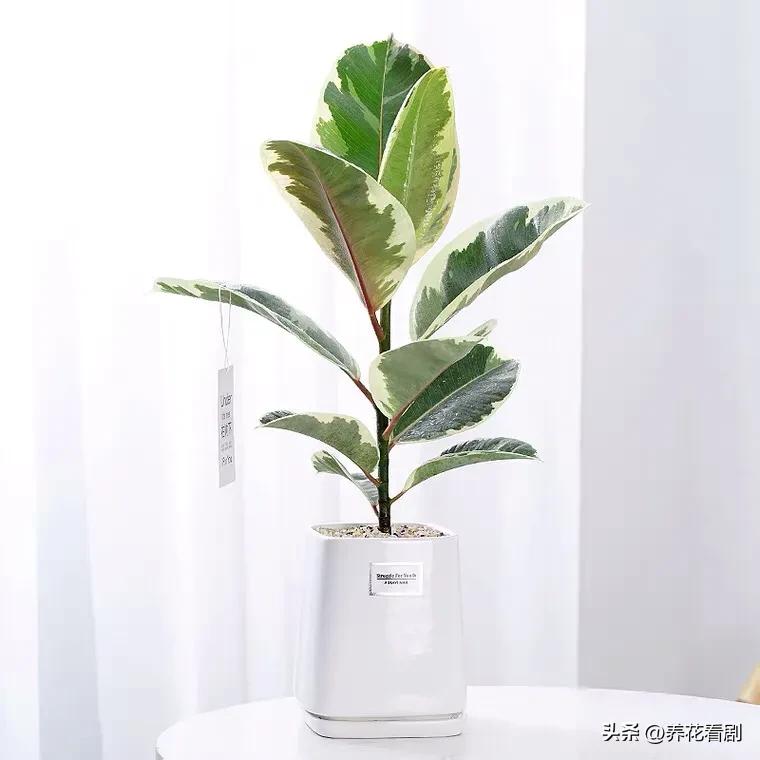 橡皮树叶子东倒西歪,橡皮树黄叶掉叶怎么办视频