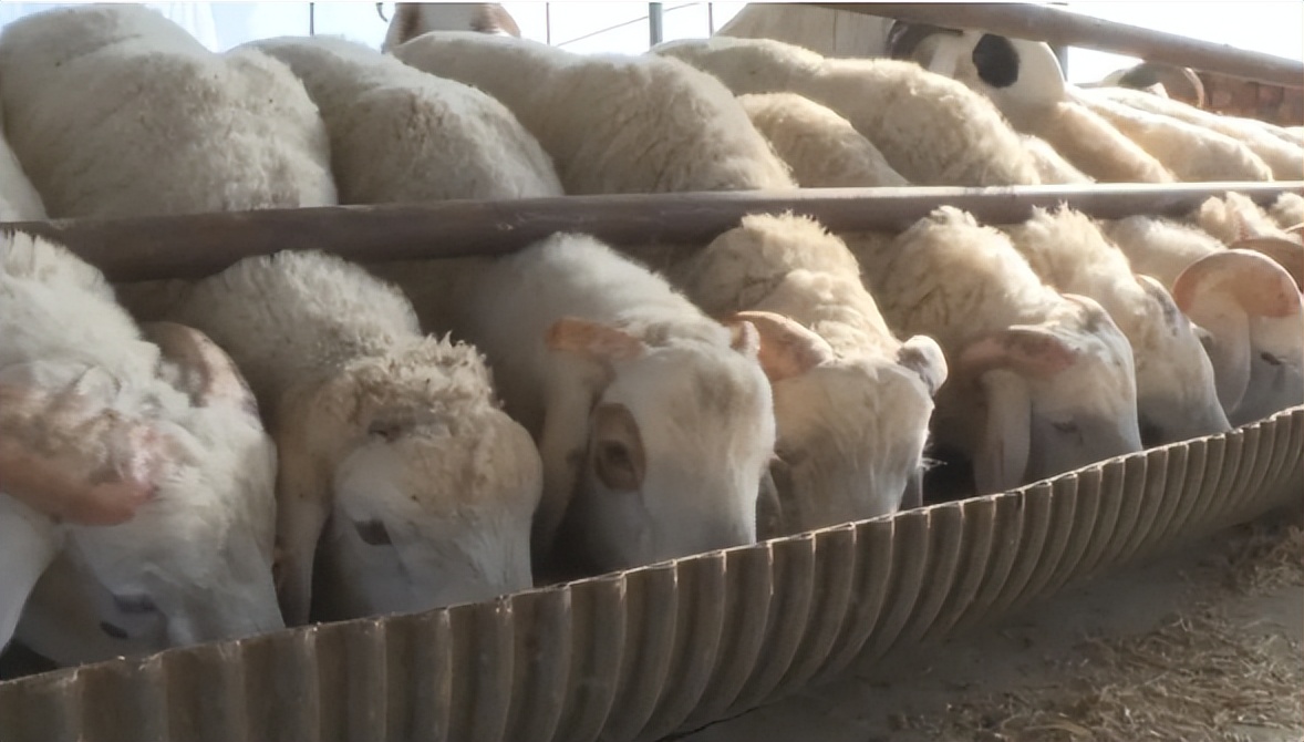 返乡创业领头雁致富不忘众乡邻,奋斗者正青春英文