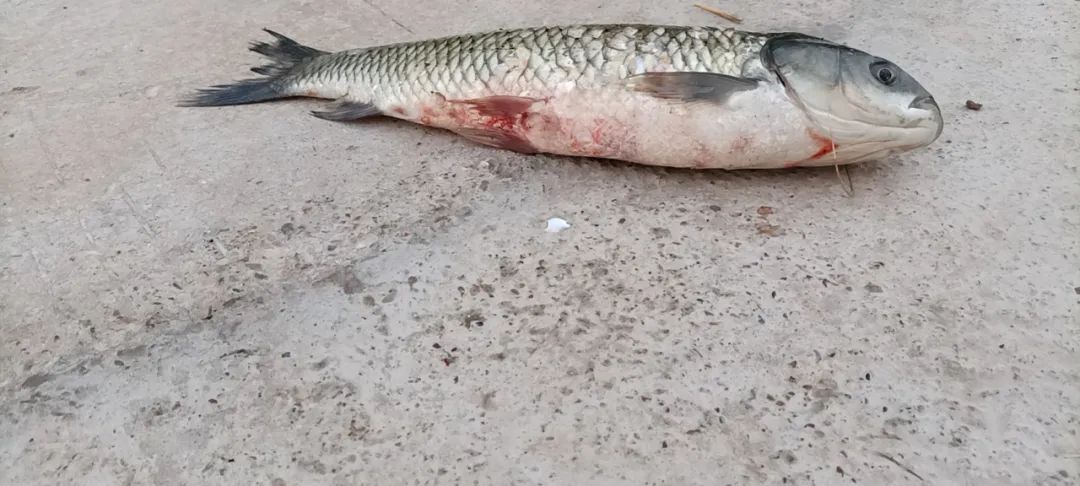 草鱼烂鳃病是怎么引起的,草鱼苗得了烂鳃病肠炎怎么治