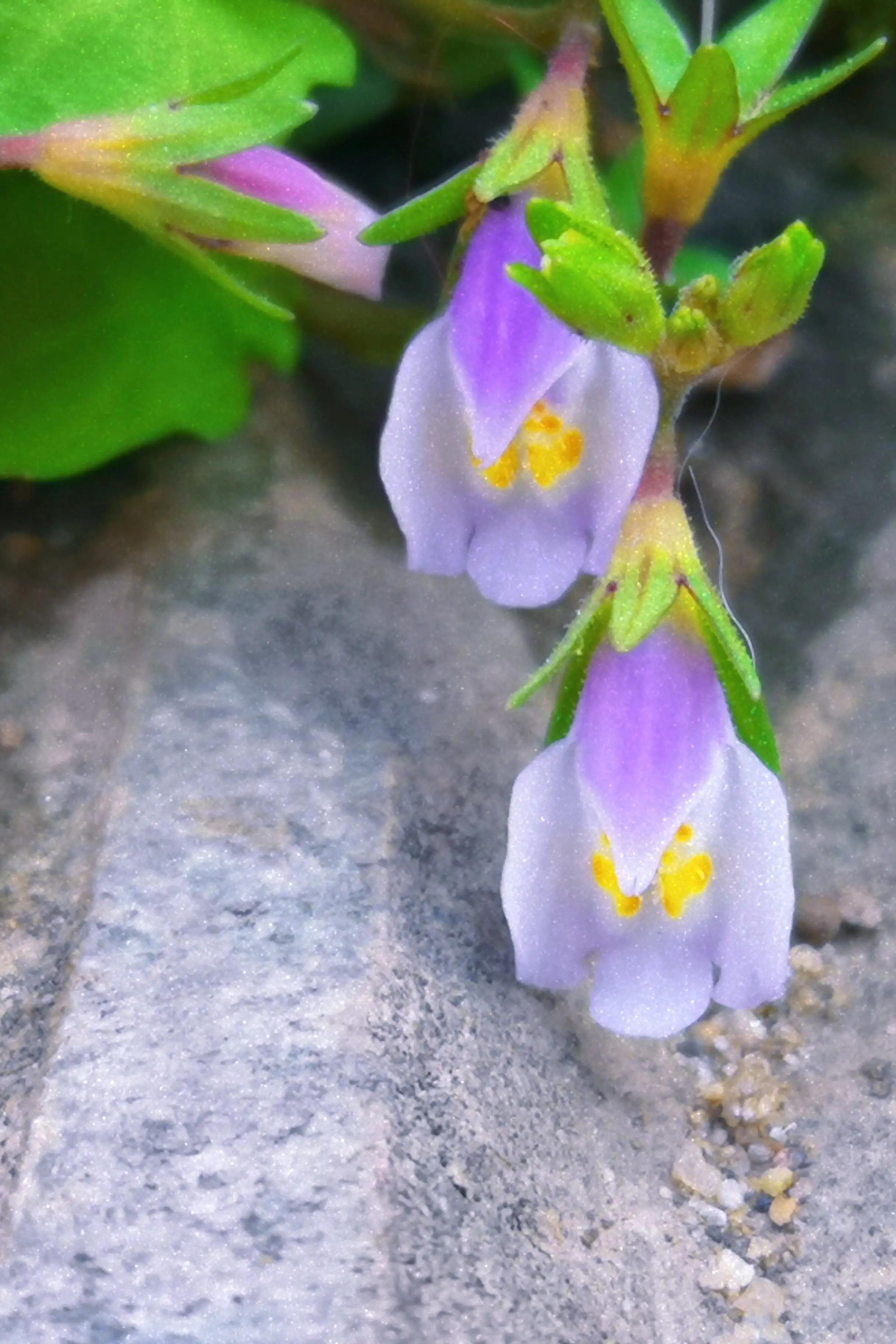 两岁读诗出口成章（天才养成计划之一）