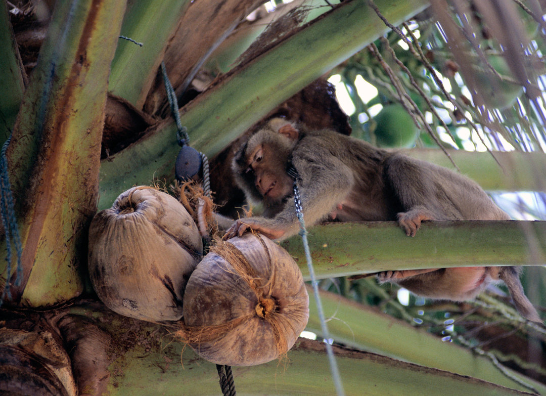 云南所有稀有动物猴子,云南稀有野生动物猴子