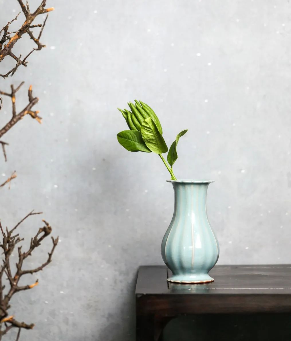 佛手清供哪里买,又到白茶飘香时