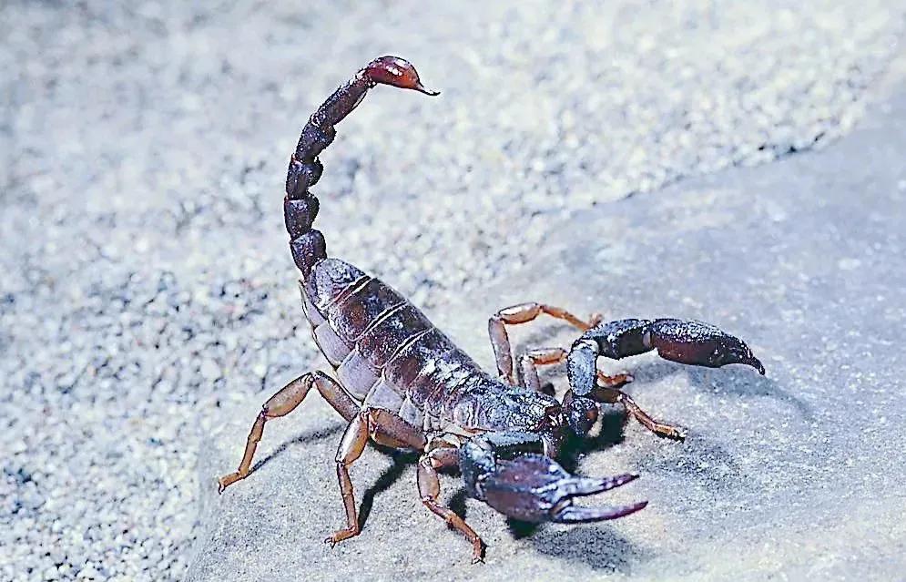 蝎子是怎么繁殖,蝎子生下来多长时间能繁殖