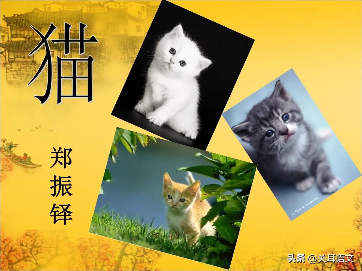 猫第一课时教学思路,猫第二课时教学小节