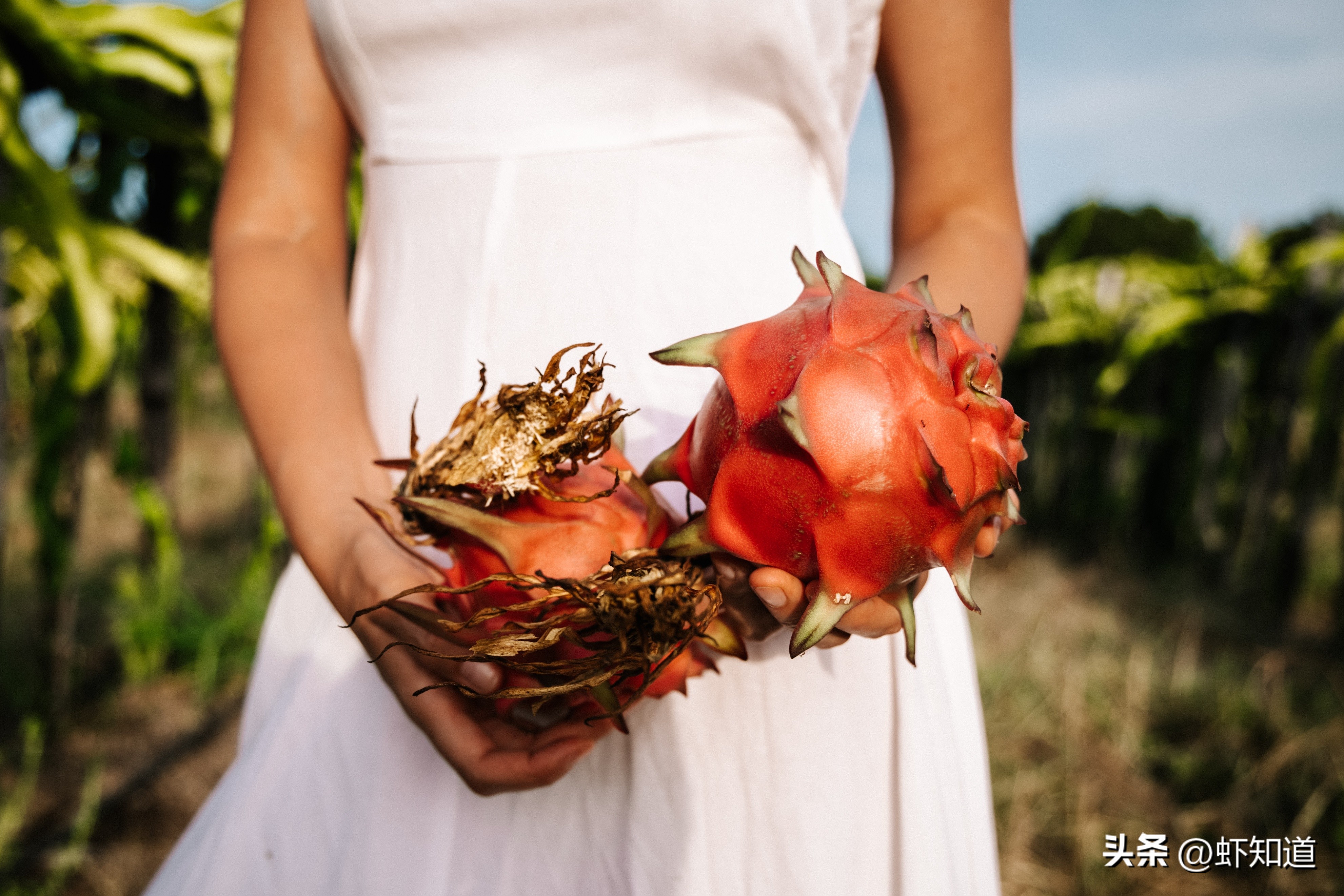 吃起来很甜但是含糖量不高的水果,吃起来不甜但超易发胖的水果