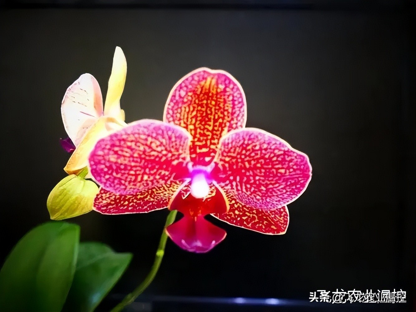 怎样养蝴蝶兰视频教程全集,怎样养好蝴蝶兰的方法