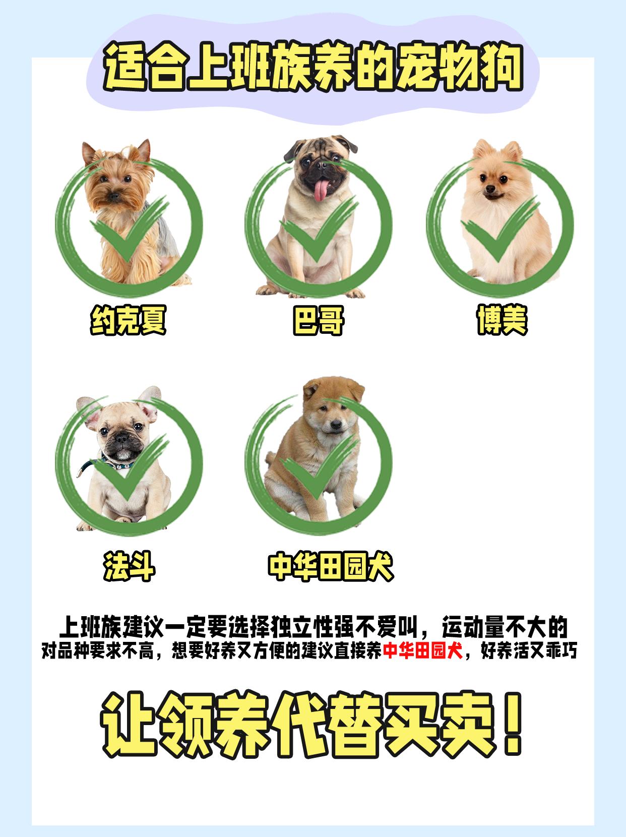 上班族怎么养宠物狗视频,上班族养的小型宠物狗