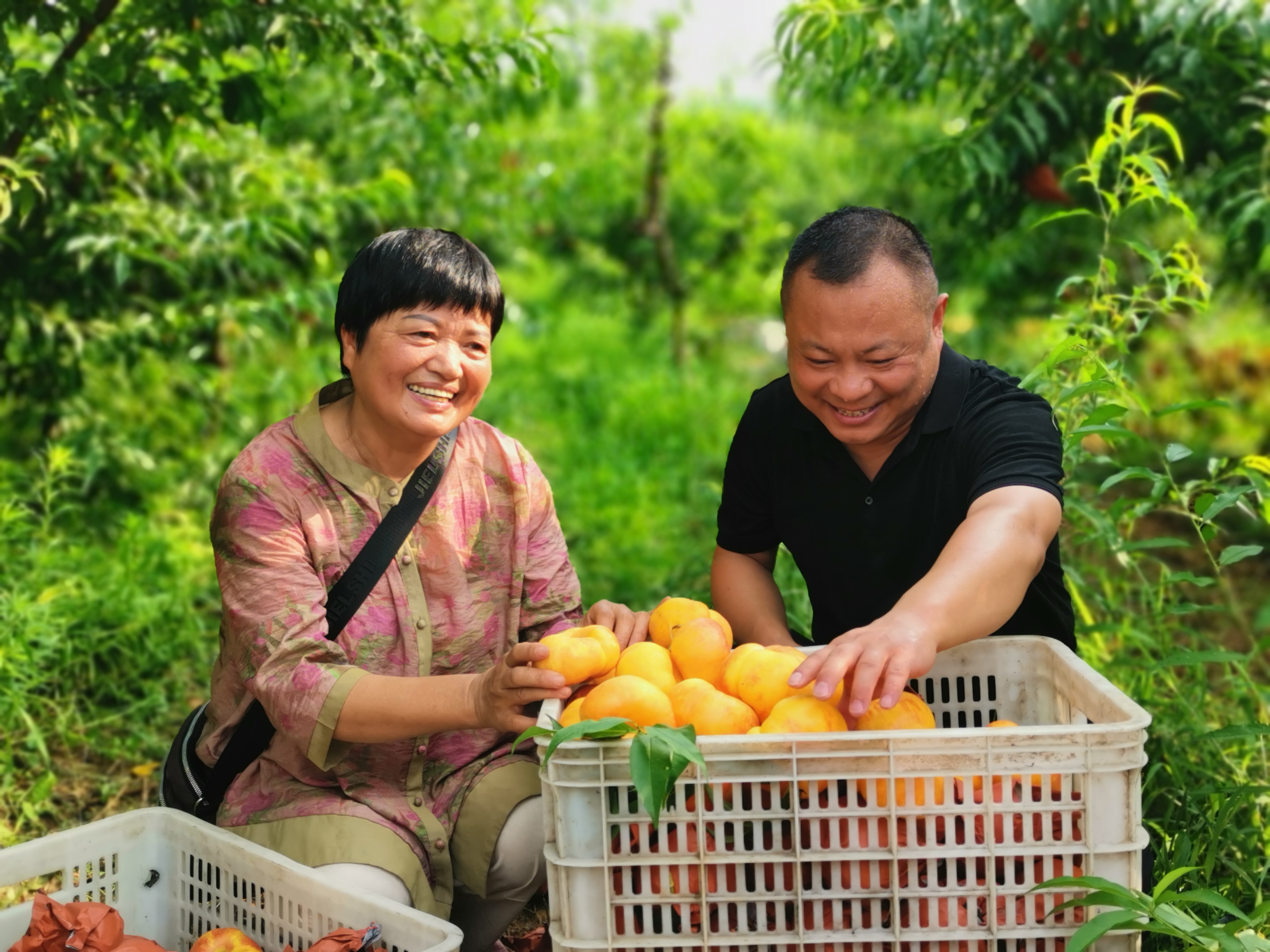 襄阳老河口市乡村振兴有哪些项目,湖北省老河口市乡村振兴工作重点