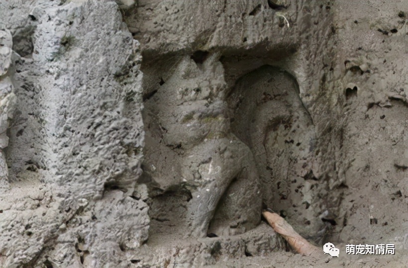 盘点招财猫中的欧皇喵,招财猫真正的招财猫