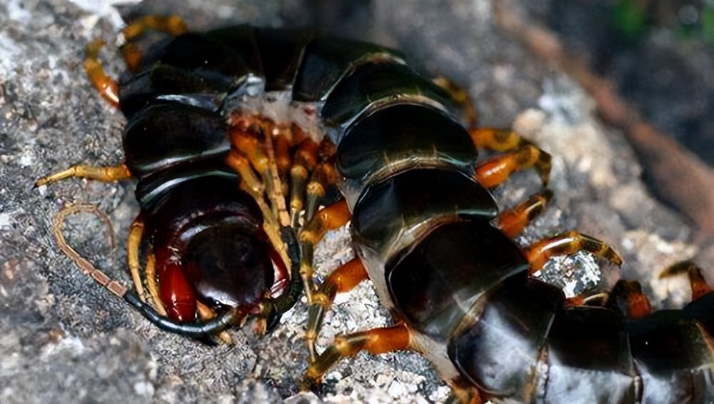 很久以前的蜈蚣最大能长到多大,史上最大的蜈蚣长1000厘米