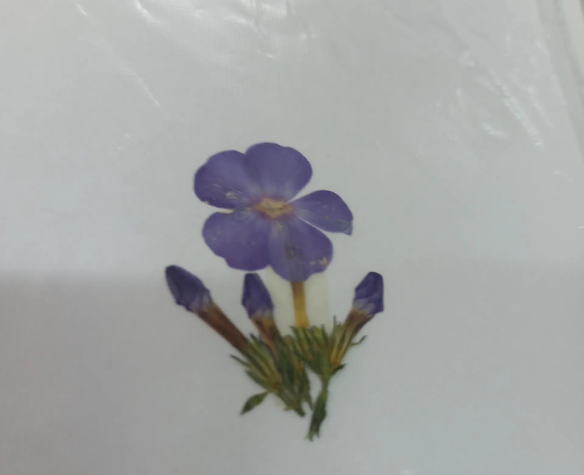 植物标本简单记录,常见却不普通的植物标本