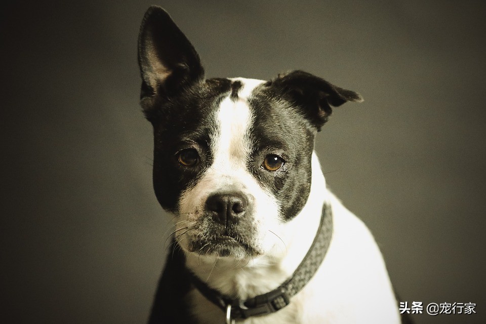 狗临死前为什么离家出走,狗临死前一般会在什么地方