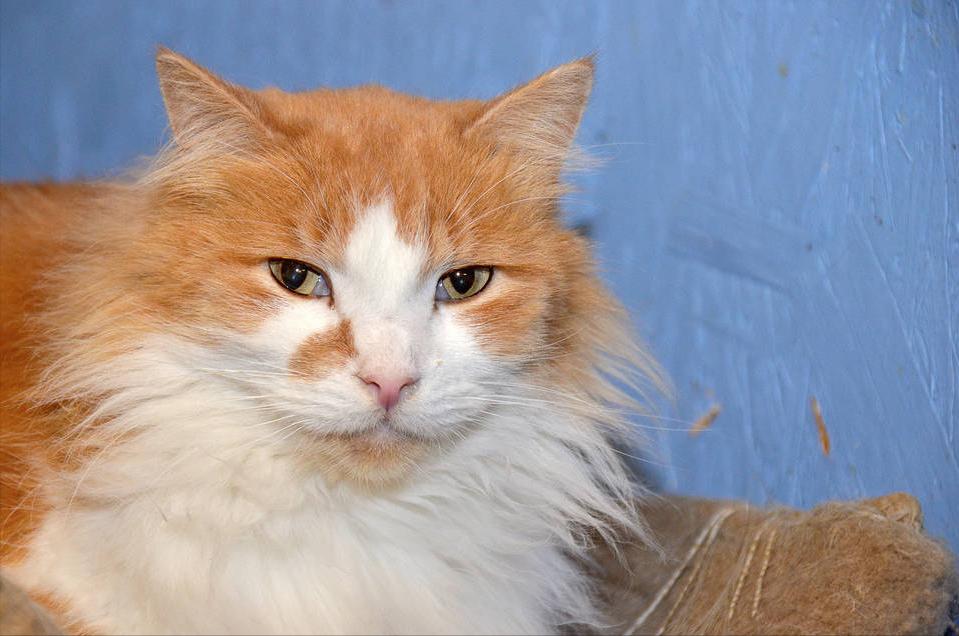 猫咪感冒吃小儿感冒颗粒可以吗,猫咪感冒吃阿莫西林还是多西环素