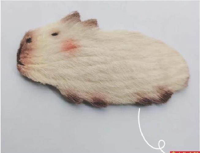 养芒果和当宠物,为什么养芒果核当宠物