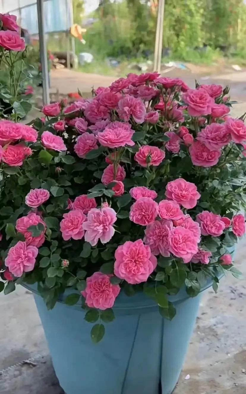 恋人印记,恋人烙印