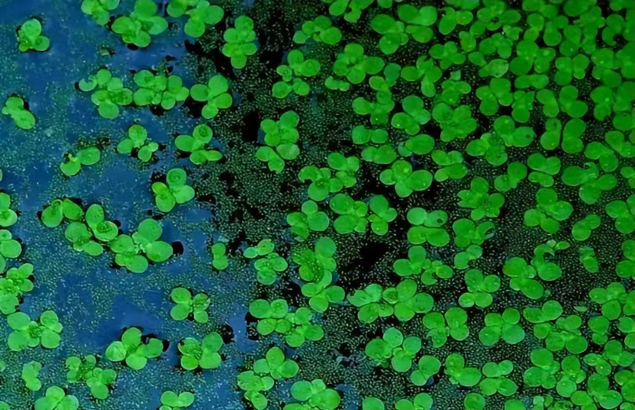 浮萍水草买回来怎么消毒,水草睡莲打理