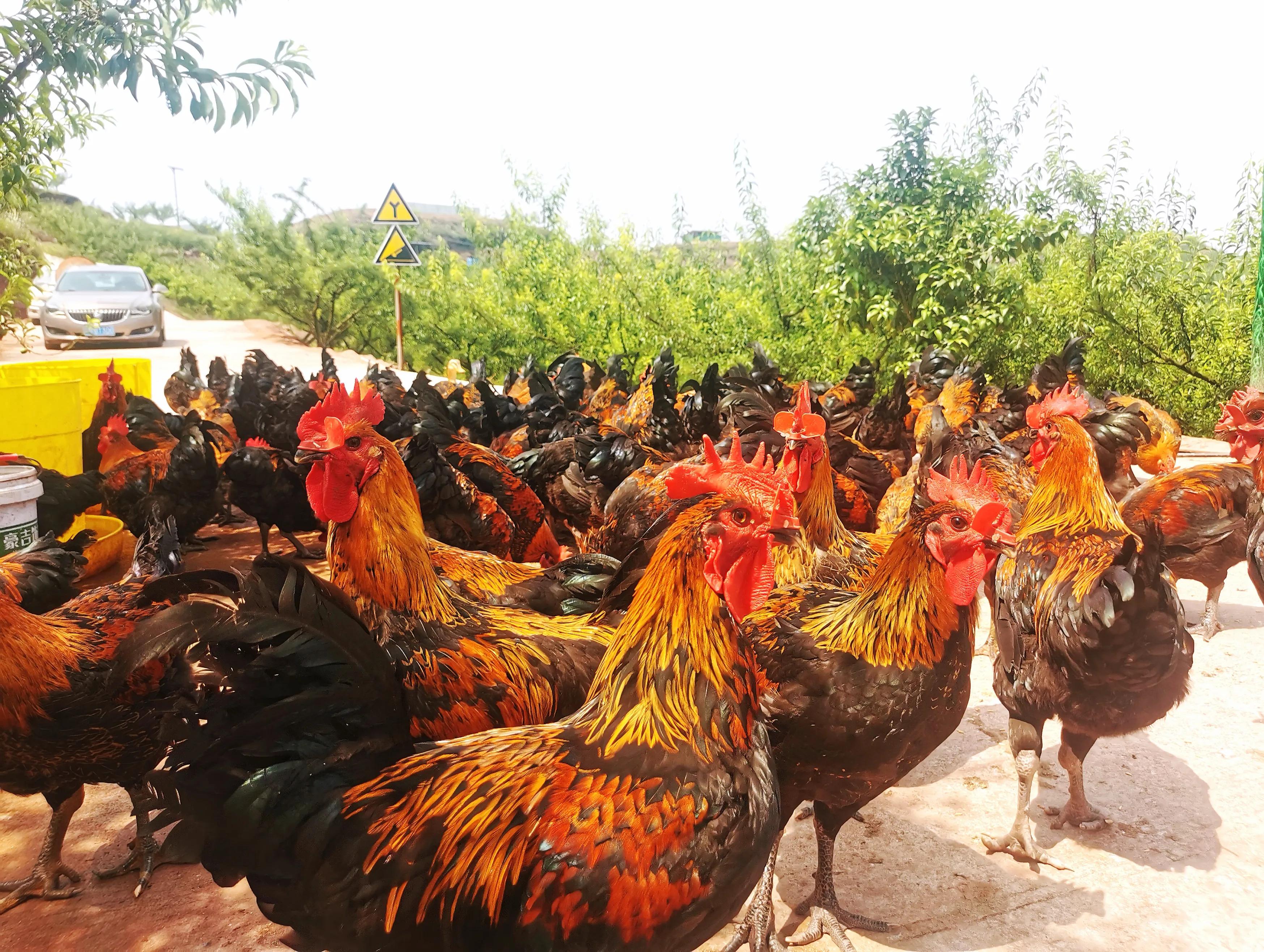 黑鸡养殖致富,铜梁鸡禽养殖