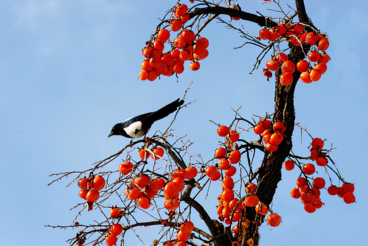 香山“吉祥果”上热搜，让更多美景点亮城市四季