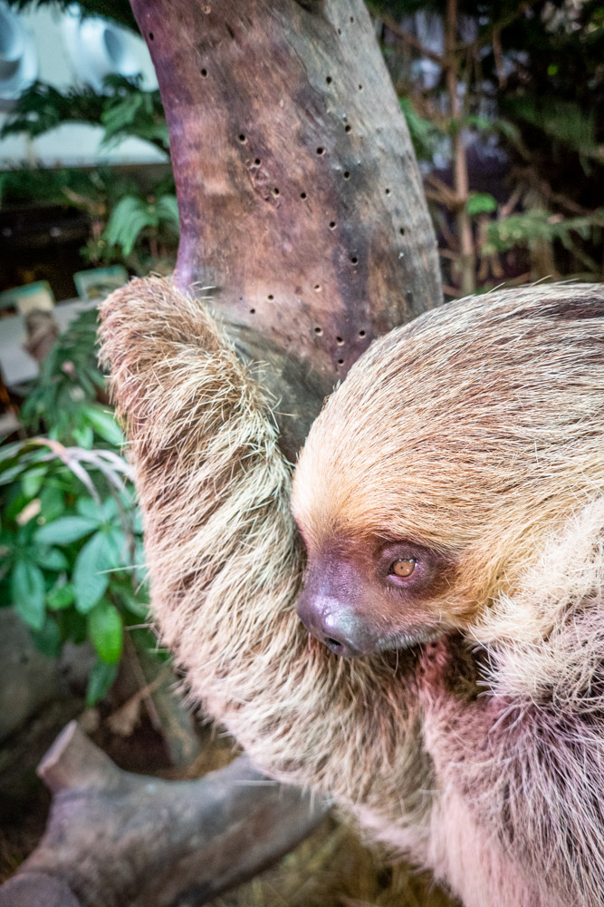 广州长隆野生动物园蛇之秘境,广州这个城市真的好繁华