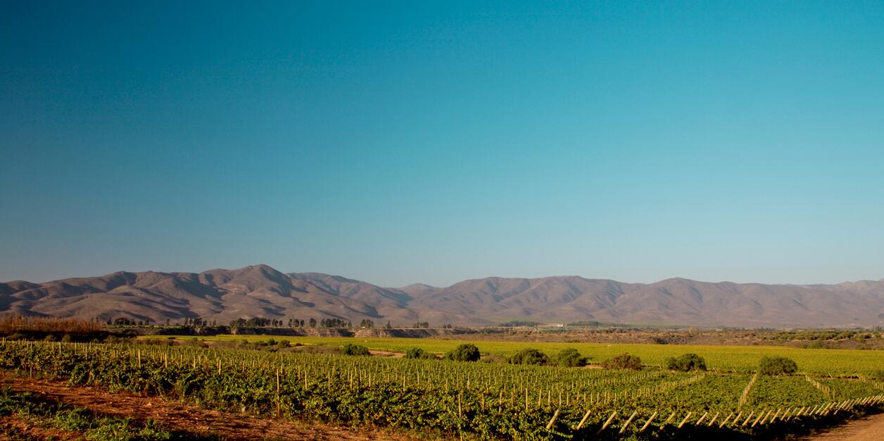 智利卡曼尼干红买一箱送一箱,智利干红葡萄酒购买