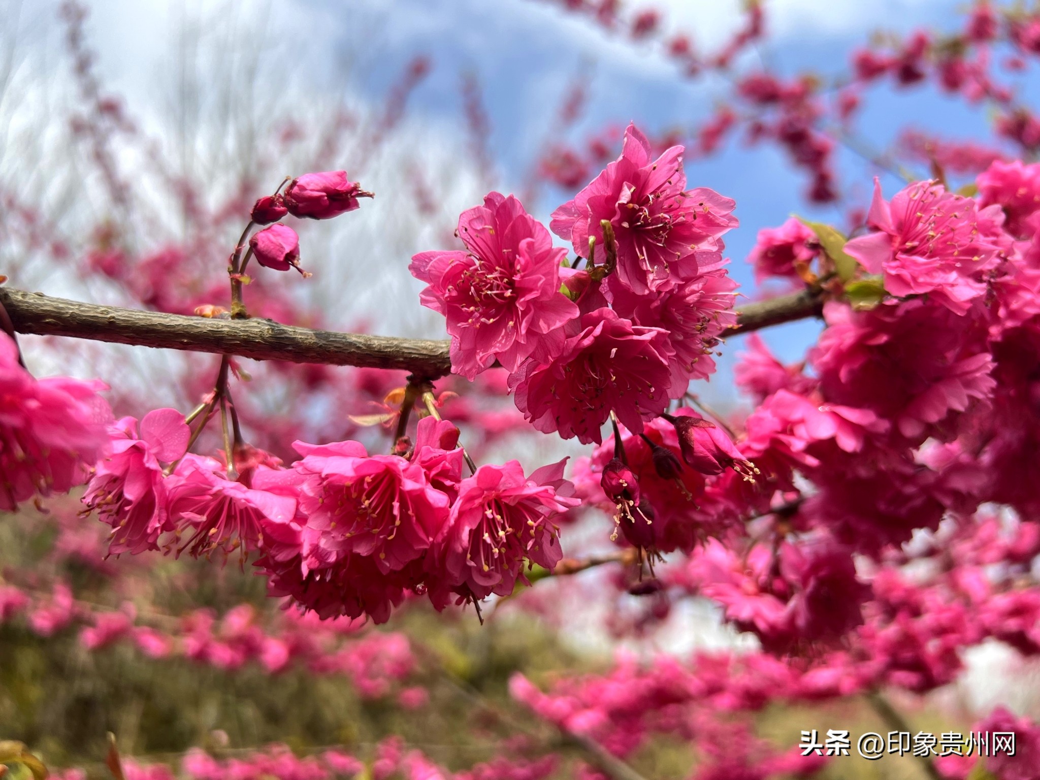 贵阳今年最好玩的赏花好去处推荐,贵阳十大赏花地推荐