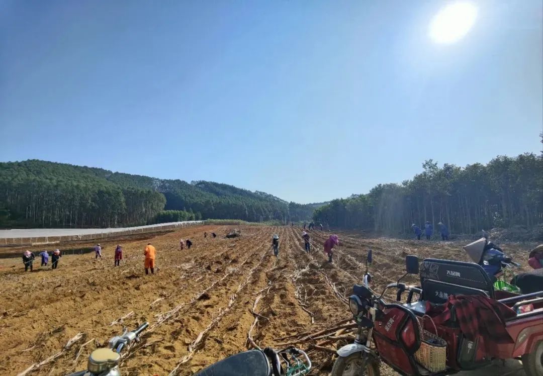 基层农业春耕备耕新闻,各地抢抓农时全力做好春耕备耕