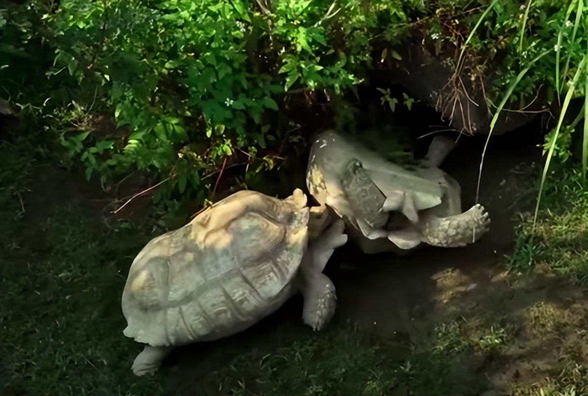 乌龟背朝下能自己翻过来吗,把乌龟翻过来四脚朝天会不会死
