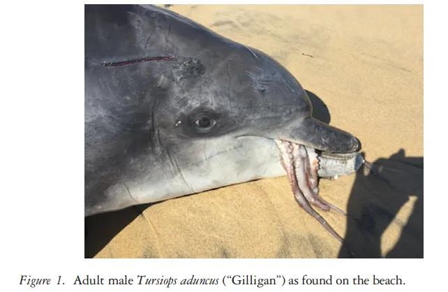大王乌贼是不是抹香鲸的食物,抹香鲸是如何找到大王乌贼的