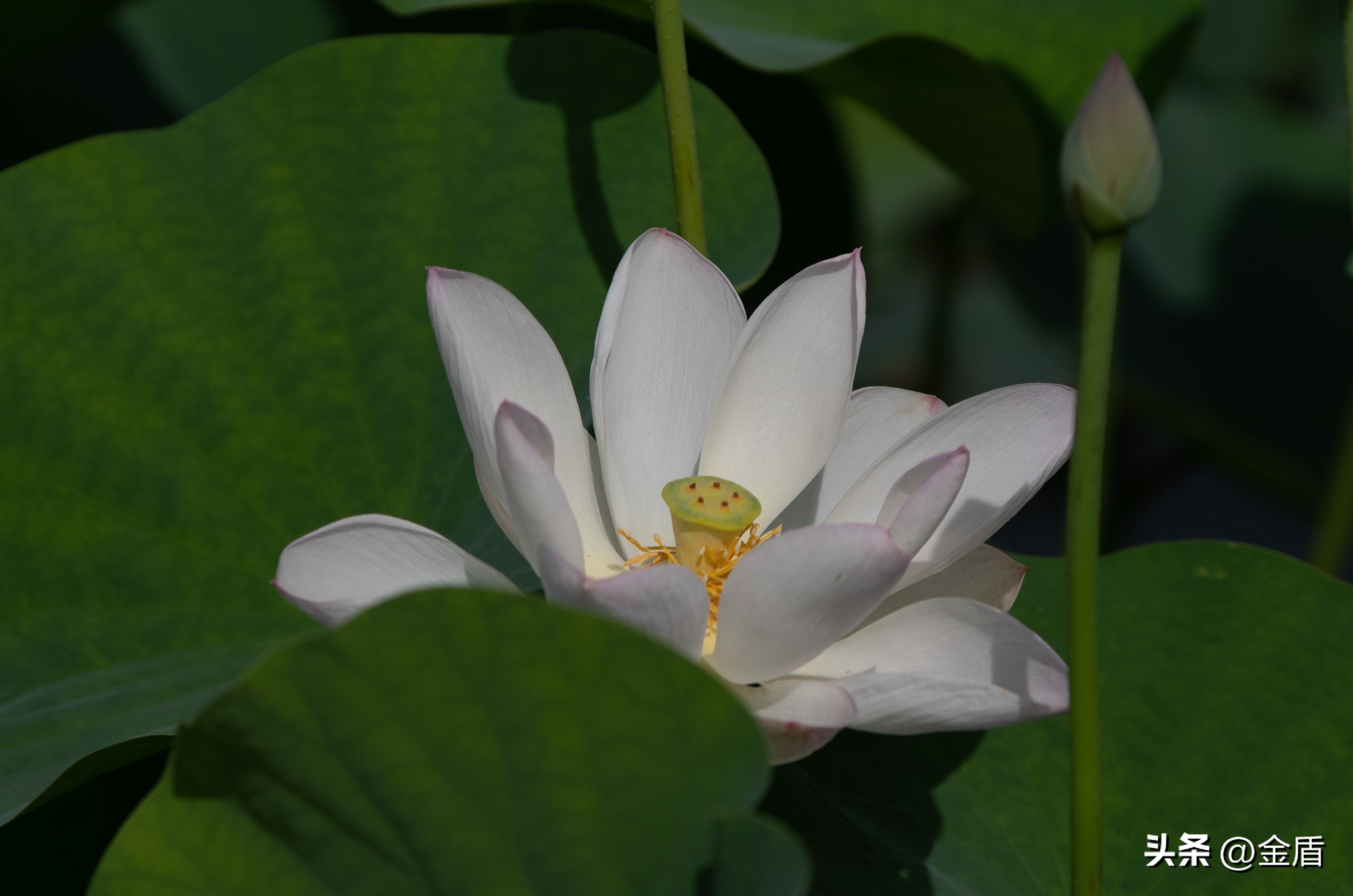 纯洁无瑕的荷花,荷花象征着纯洁无瑕