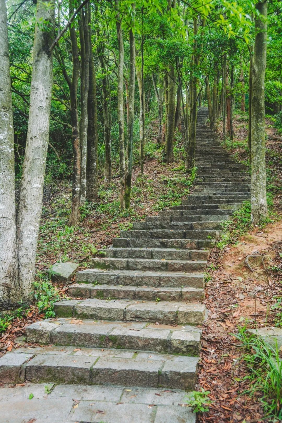 福田必去十大网红景点,福田哪里最值得去玩