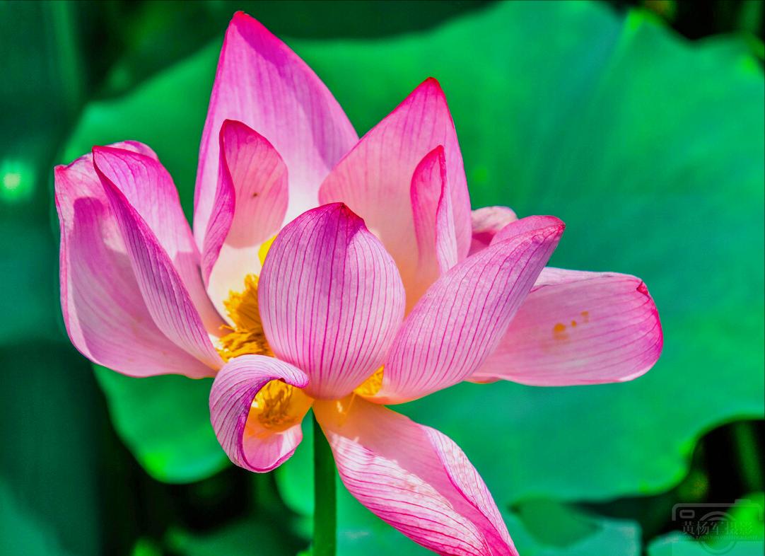 一花一惊艳，爱在夏花中，荷花别样红，莲叶无穷碧，弄花香满衣