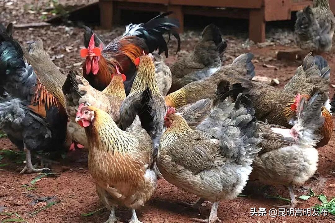 嵩明拍摄,嵩明逛逛电子商务