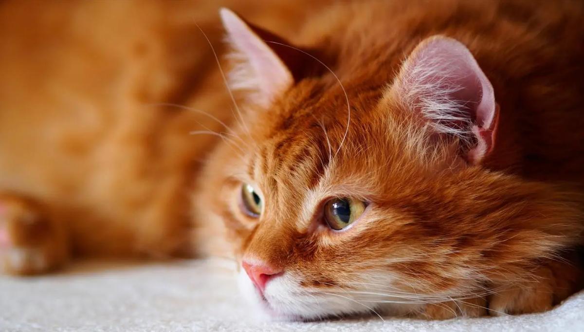 仓鼠咬人全身皮肤变成火龙果事件,杭州一女子买仓鼠得恙虫病