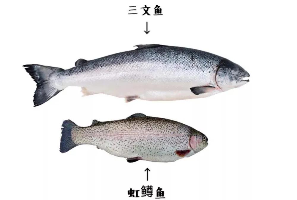 网购三文鱼靠谱吗,网购三文鱼能吃吗