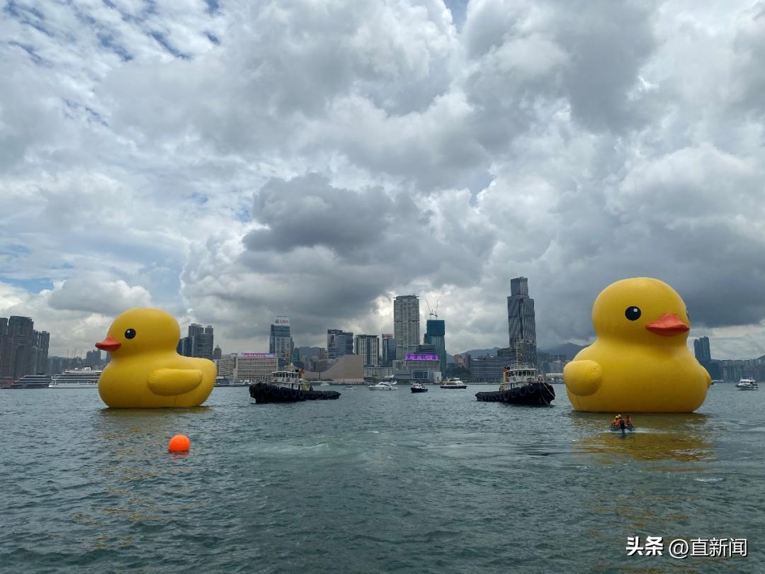醒目！大黄鸭“游”进维港丨香港一日