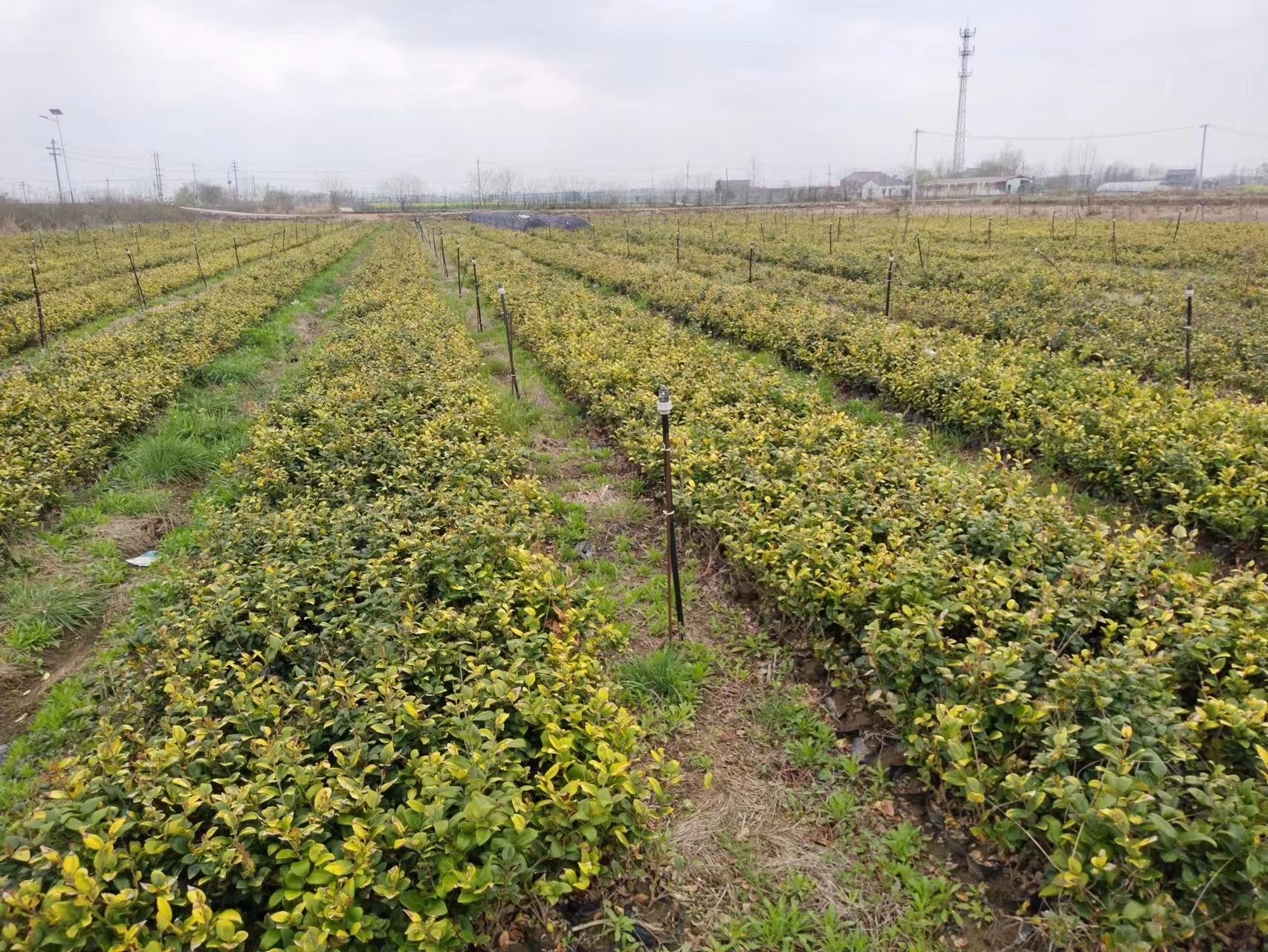 荣佳苗木：关于真草草坪你知道多少?