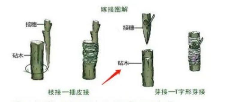 亚马逊关闭多少家店铺了,亚马逊店铺被停用90天