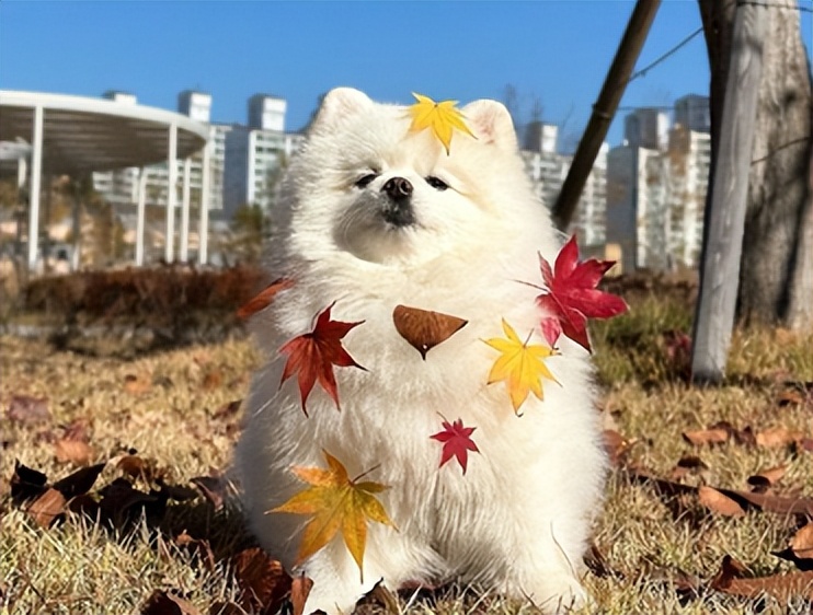 朋友圈名媛拼团搞笑文案,名媛拼团沙雕文案