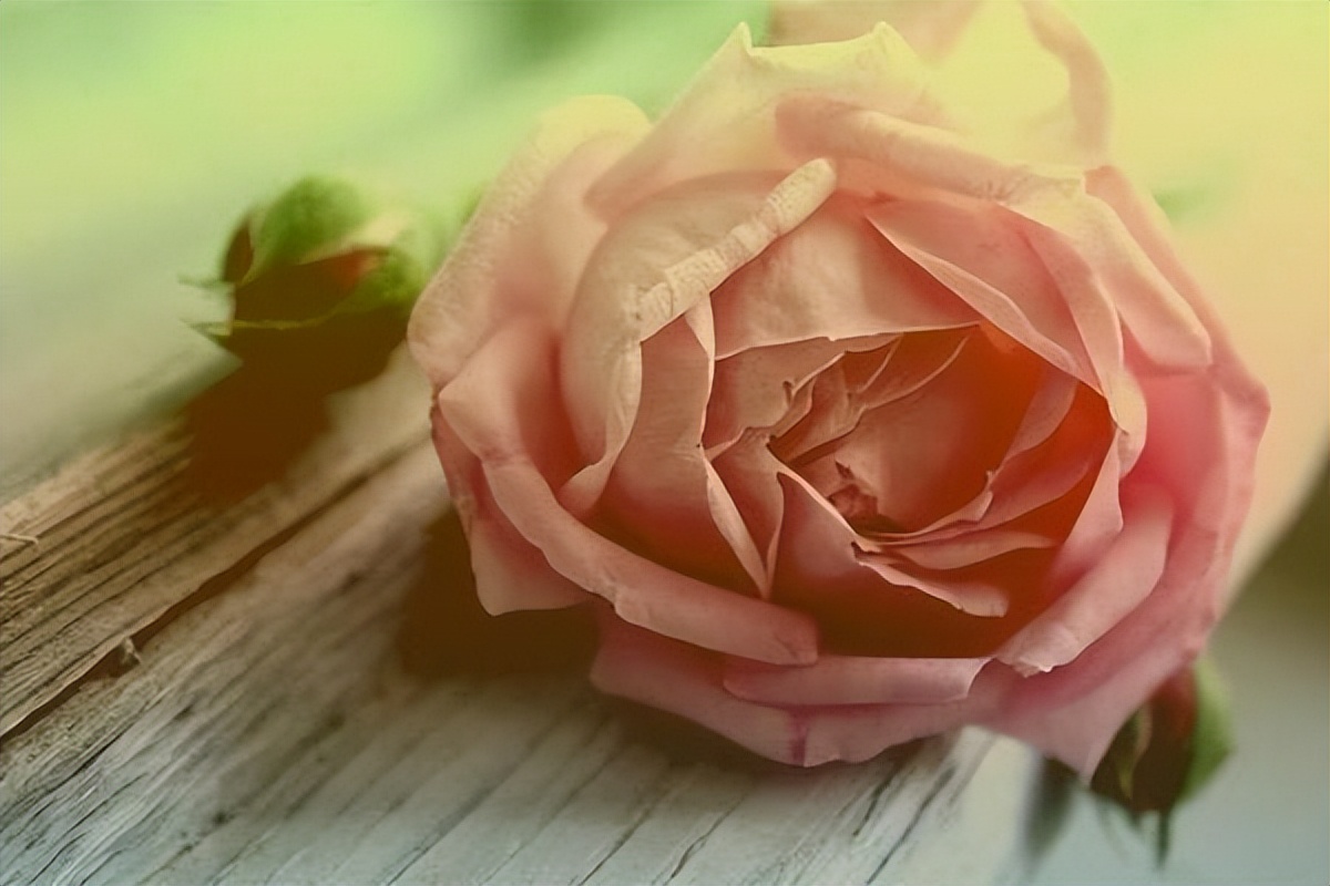 真正相爱的人才会有心灵感应,只有真爱才会有心灵感应吗