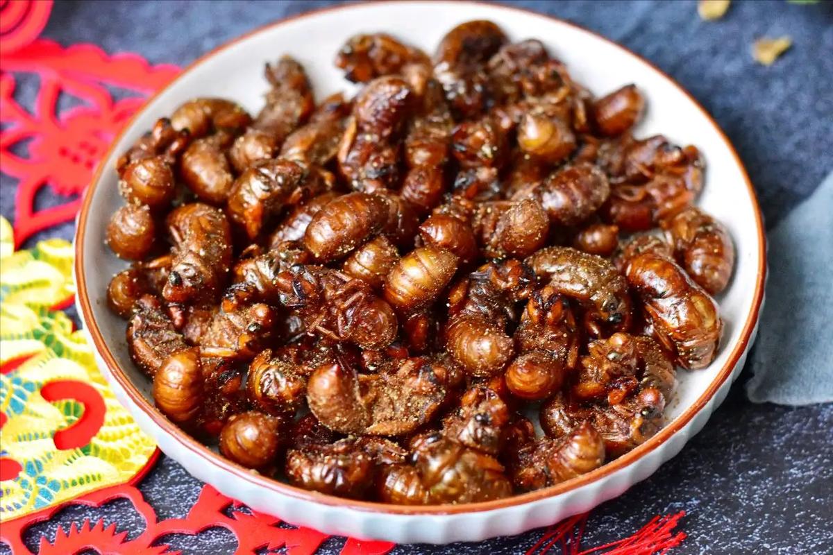 在美国知了猴泛滥,中国人在美国吃知了猴